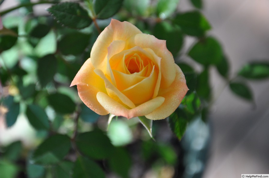 'Sarah (Miniature, Hannemann, 1991)' rose photo