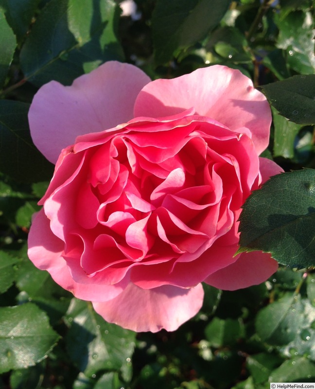 'Tequila Supreme' rose photo