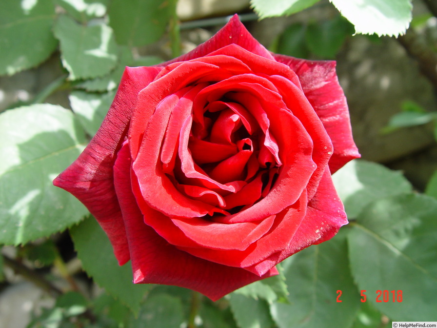 'Papa Meilland, Cl. ®' rose photo
