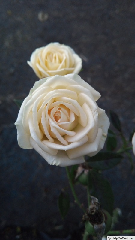 'Arahina' rose photo