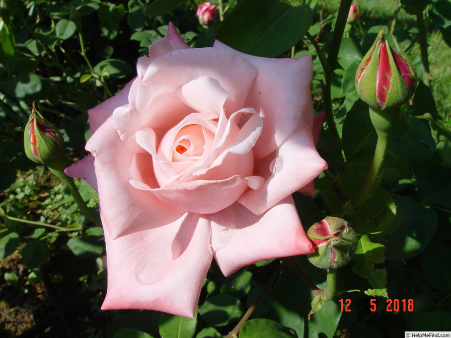 'Utro Moskvy' rose photo