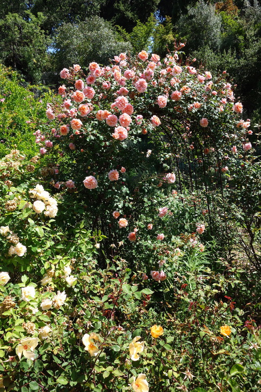 'Apricot Glow' rose photo