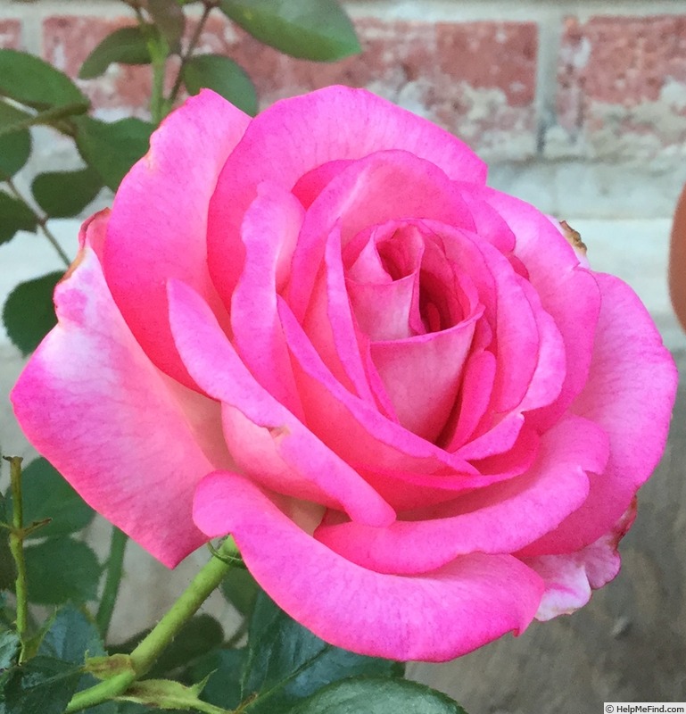 'Big Momma' rose photo