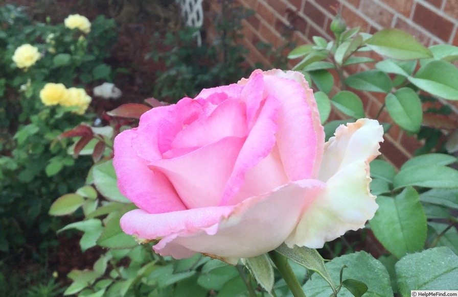 'Beverly ®' rose photo