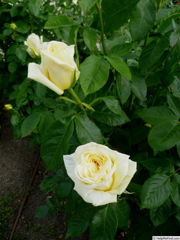 'FEsara' rose photo