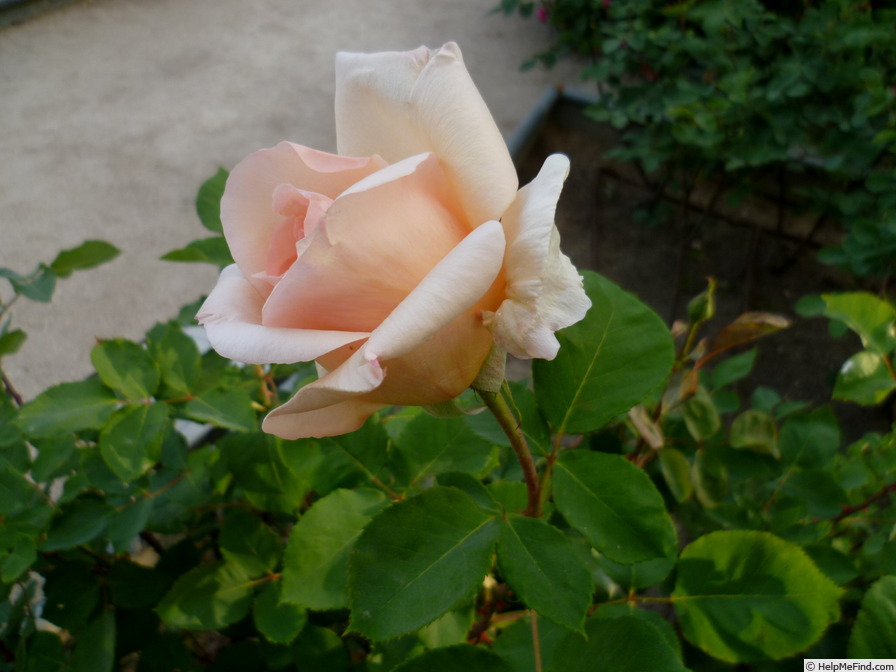 'Montserrat' rose photo