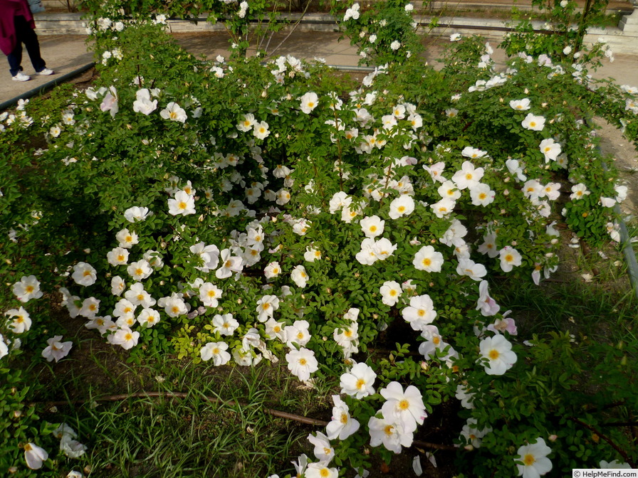 'Nevada (shrub, Dot, 1927)' rose photo