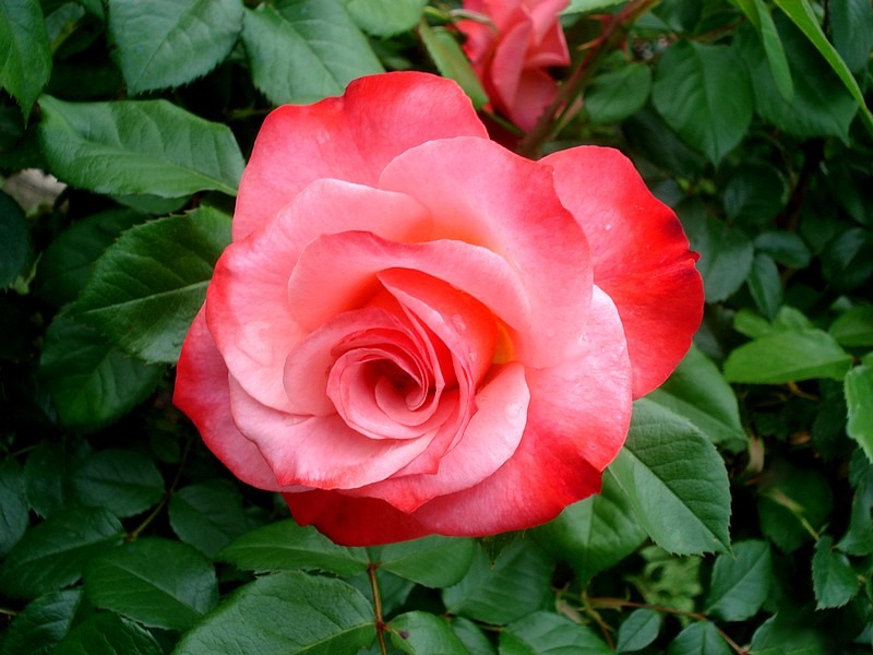 'Chipie (floribunda, Poulsen, 1974)' rose photo
