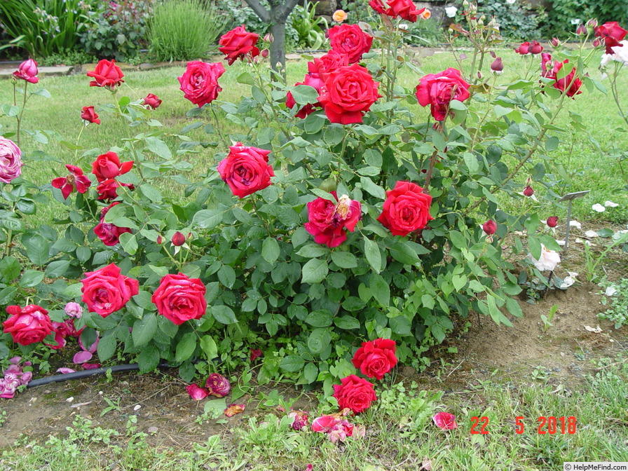 'Konrad Adenauer' rose photo