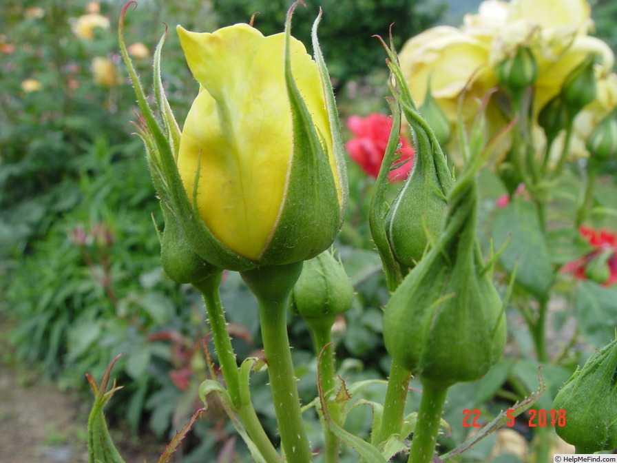 'Bruocsella ®' rose photo