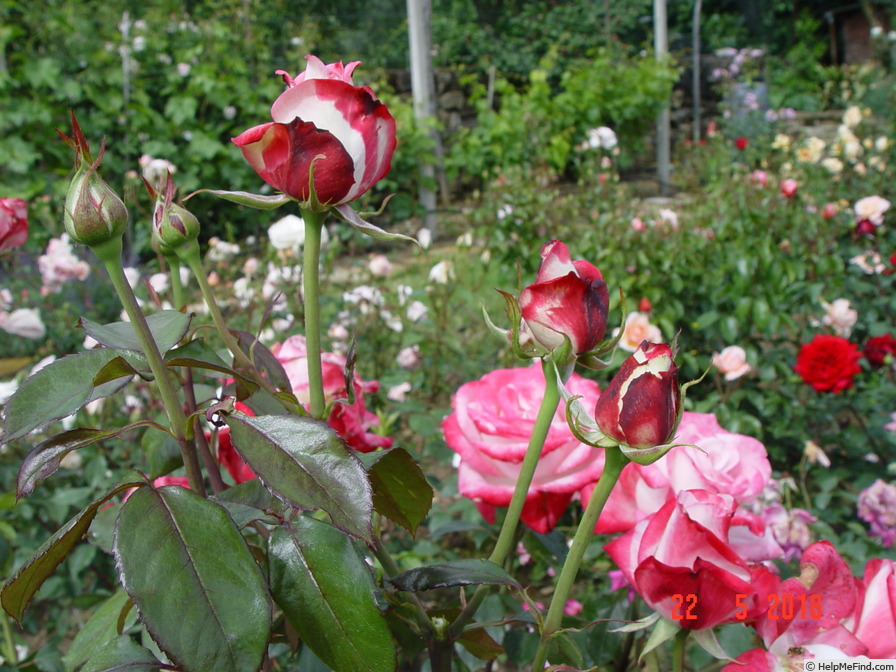 'Marshal Tito' rose photo