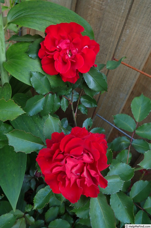 'Red Corsair' rose photo