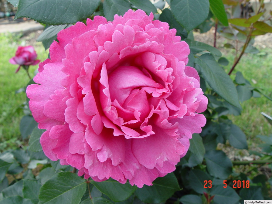 'Yves Piaget ®' rose photo
