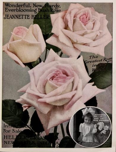 'Jeannette Heller' rose photo