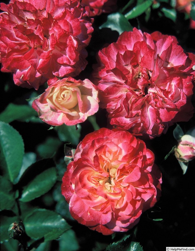 'Poulsen's Jubilaeumsrose' rose photo