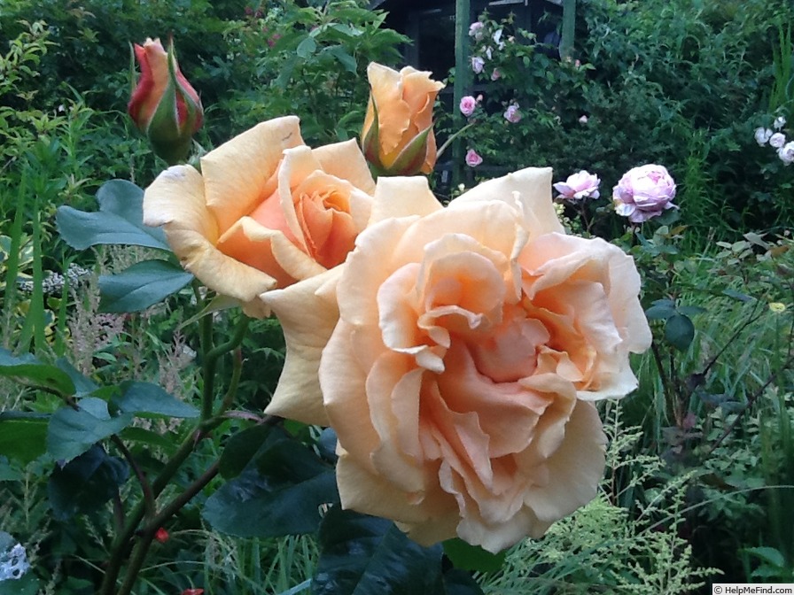 'Maureen Elizabeth' rose photo