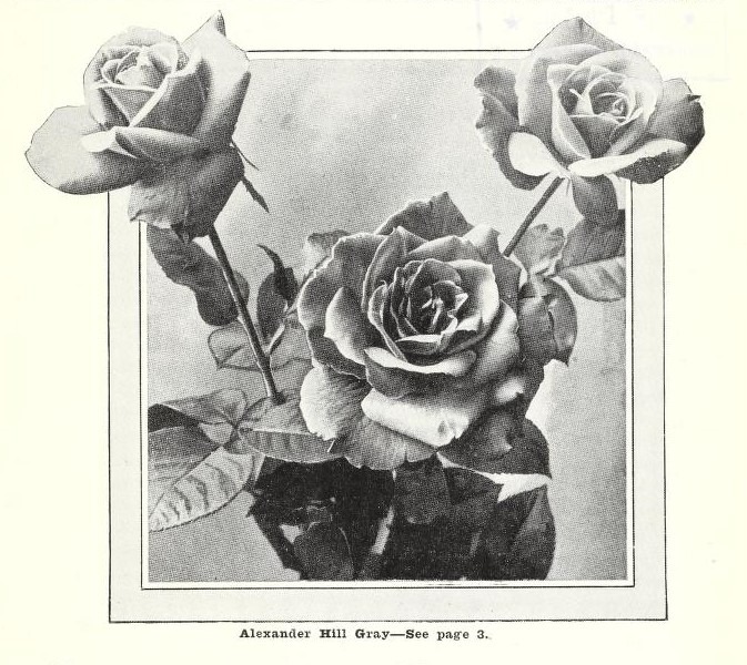 'Alexander Hill Gray (tea, Dickson, 1909)' rose photo