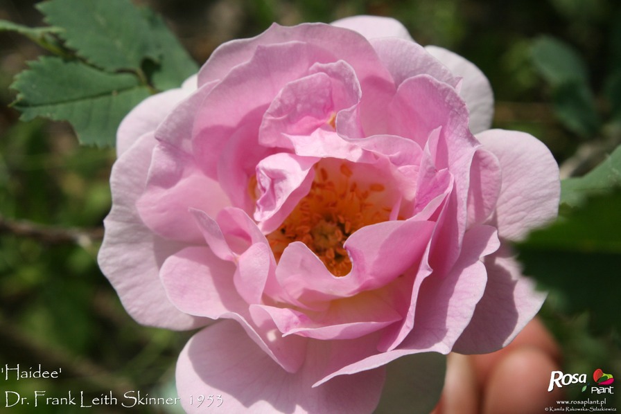 'Haidee' rose photo
