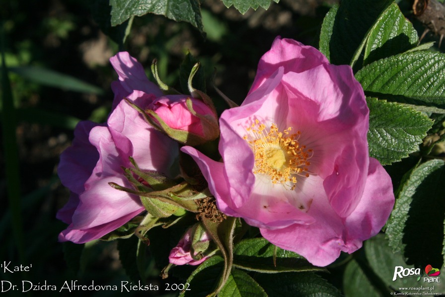 'Kate (hybrid rugosa, Rieksta, 2002)' rose photo