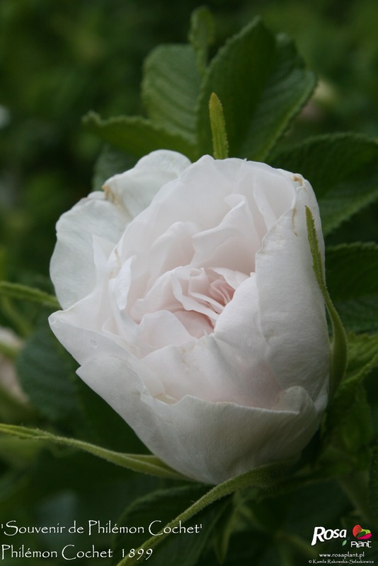 'Souvenir de Philémon Cochet' rose photo