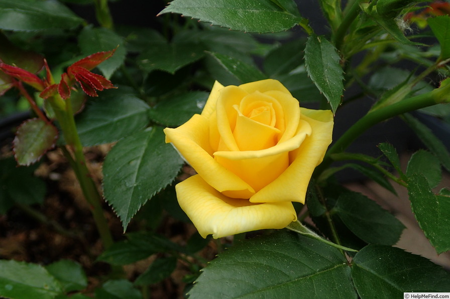 'Behold ™' rose photo