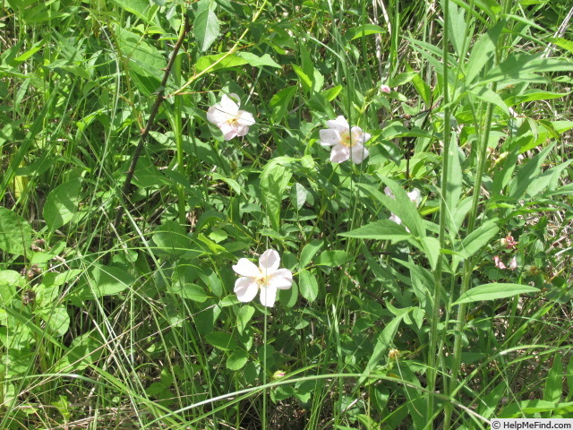 'R. carolina' rose photo