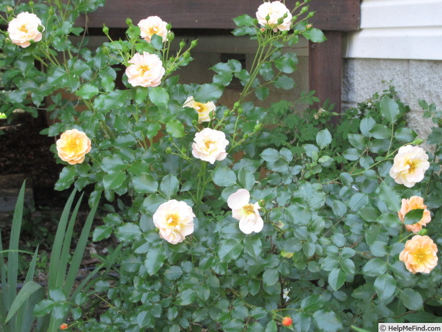 'Flower Carpet ® Amber' rose photo