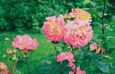 'Bayreuth (shrub, Kordes, 1965)' rose photo