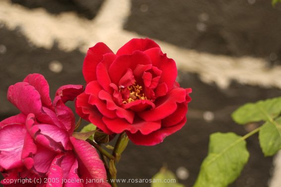 'Countess of Stradbroke' rose photo