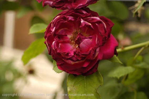 'Janet Morrison' rose photo