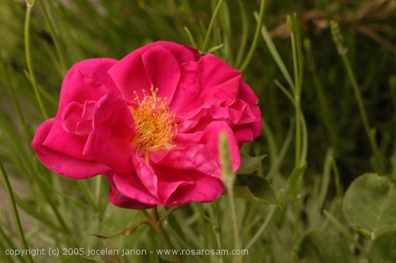 'Madge Taylor' rose photo
