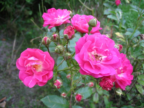 'Madame Norbert Levavasseur' rose photo