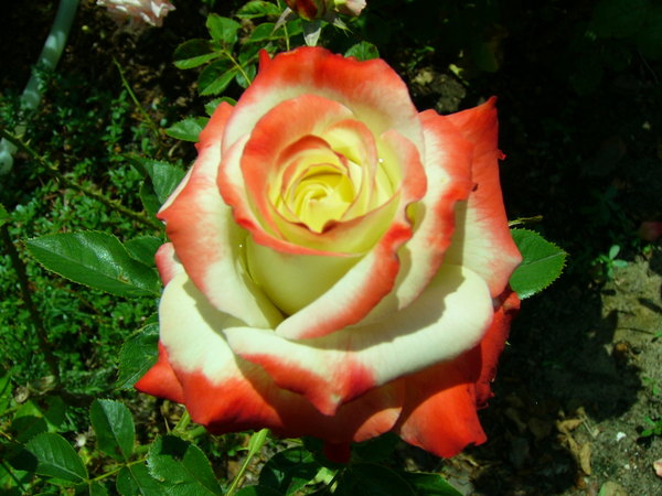 'Impératrice Farah ®' rose photo