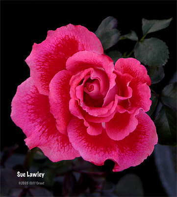 'Sue Lawley' rose photo