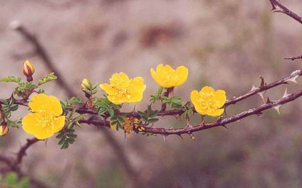 '<i>Rosa ecae</i> Aitchison' rose photo