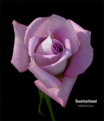 'Scentsational ™' rose photo