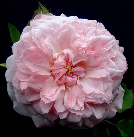 'Marquise Spinola ®' rose photo