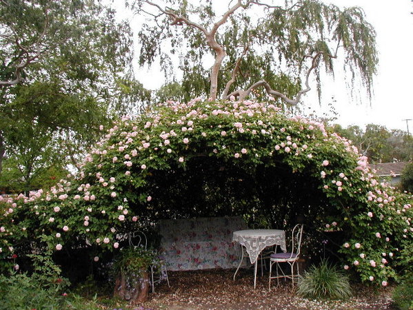 'Cécile Brunner, Cl. (cl. polyantha, Hosp, 1894)' rose photo