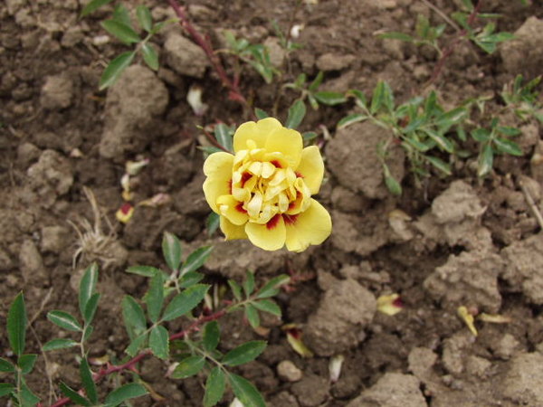 'Tigris (hybrid hulthemia, Harkness, 1975)' rose photo