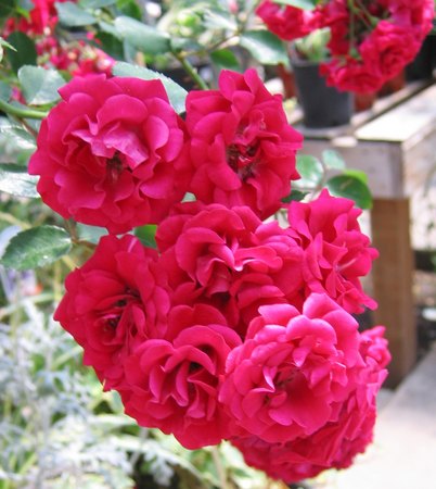 'Fire Meidiland ™' rose photo