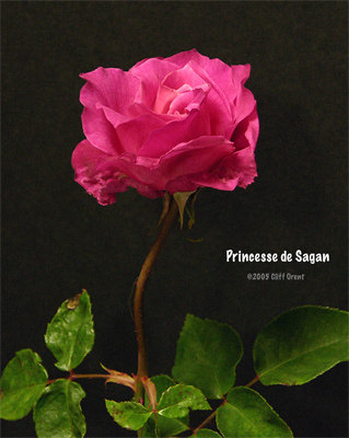'Princesse de Sagan' rose photo