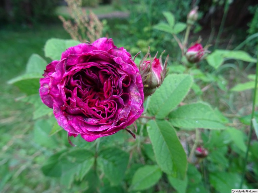 'Robert le Diable (centifolia, Unknown, pre 1849)' rose photo