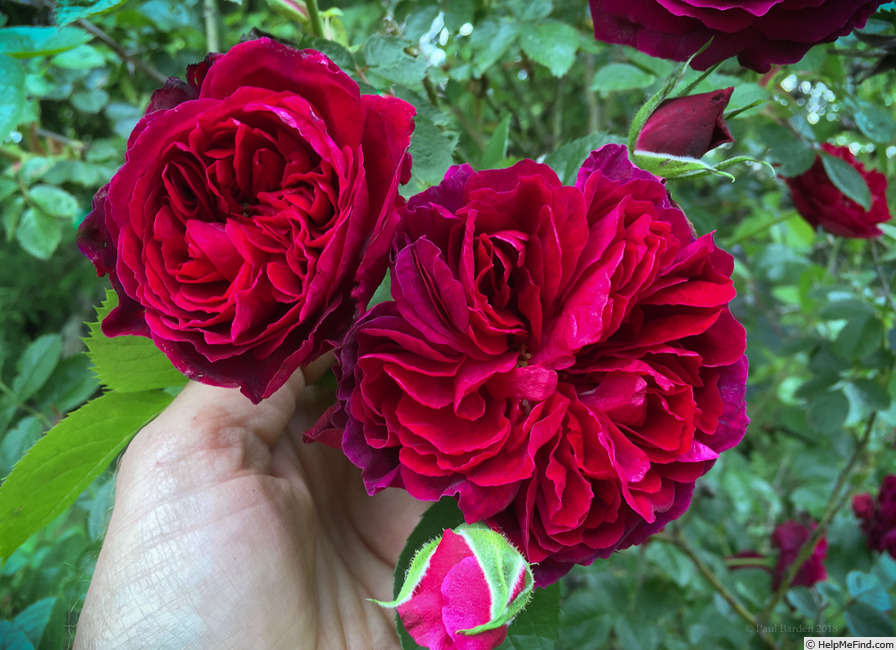 '77-07-12' rose photo