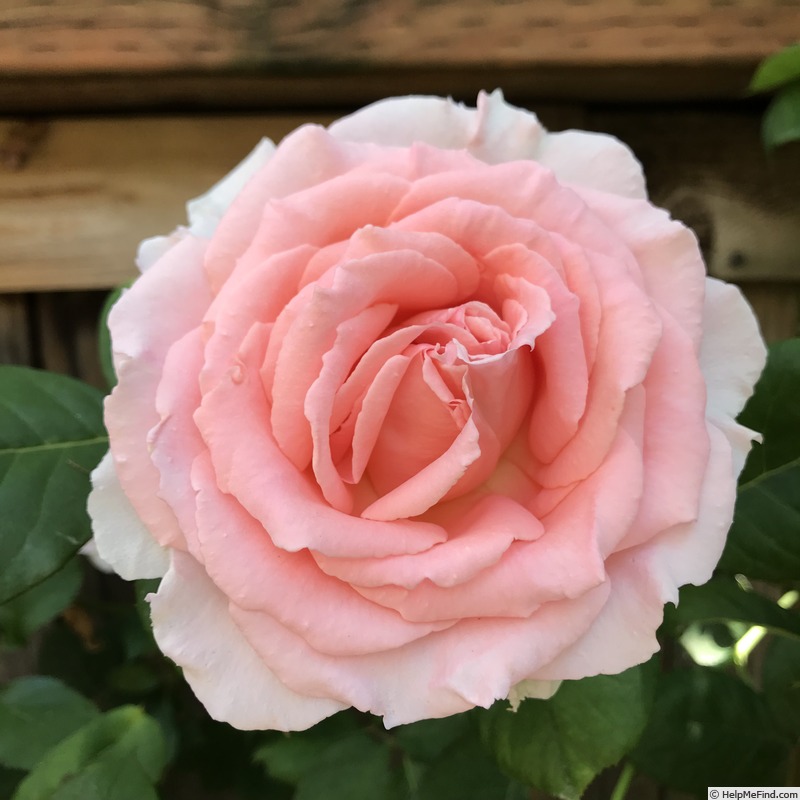 'Schloss Ippenburg' rose photo