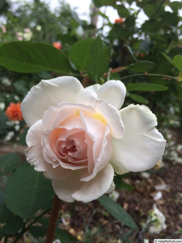 'Bliss (floribunda, Kordes, 2003)' rose photo