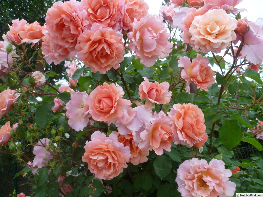 'Alibaba ®' rose photo