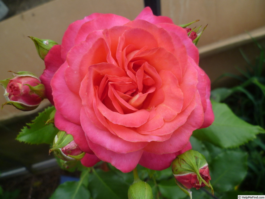 'Midsummer (floribunda, Evers/Tantau, 2002)' rose photo
