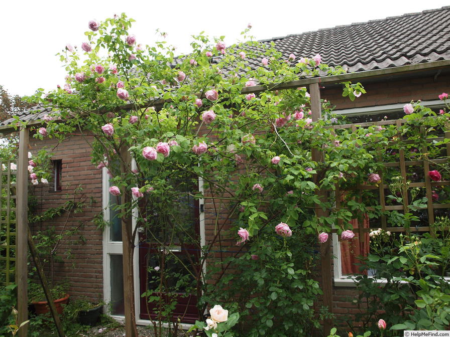 'Tolstoi' rose, click to enlarge 'Tolstoi' rose photo
