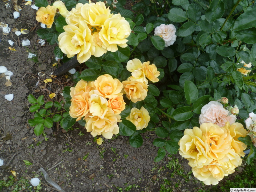 'Varenna Allen' rose photo