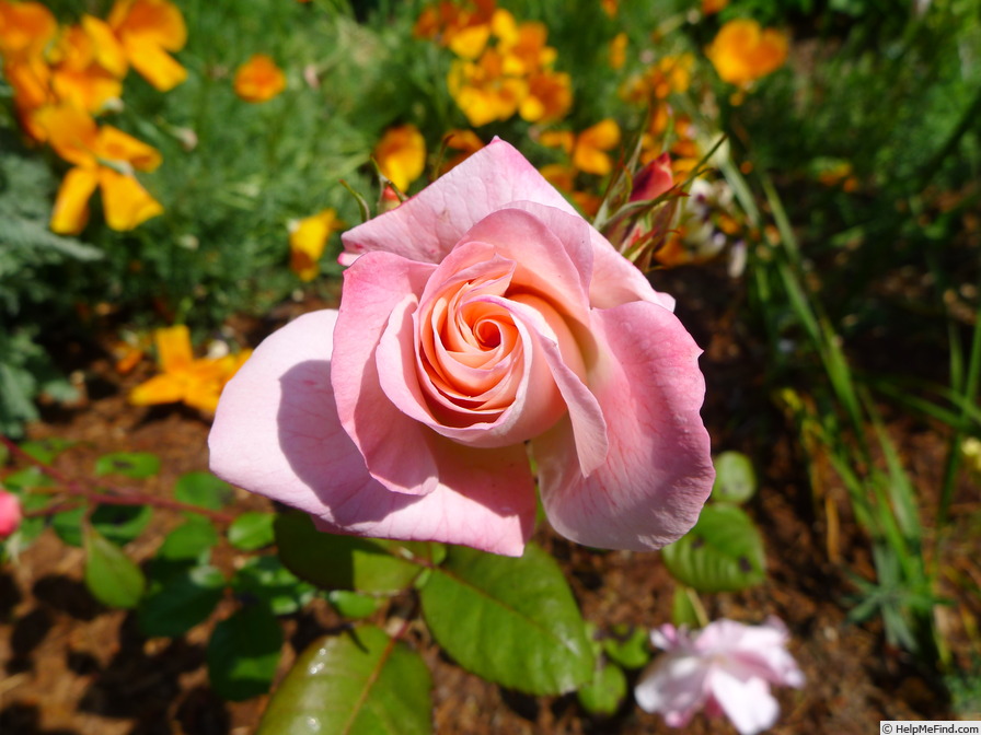 'Regensberg (floribunda, McGredy 1973)' rose photo